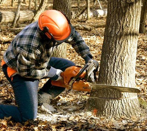 Tree Removal in Hoboken, GA